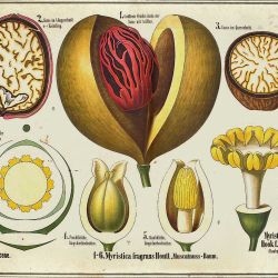 Myristica fragans Houtt, Nutmeg tree