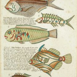 An early study of exotic Indonesian fish identifies one colourful specimen as Ikan Banda